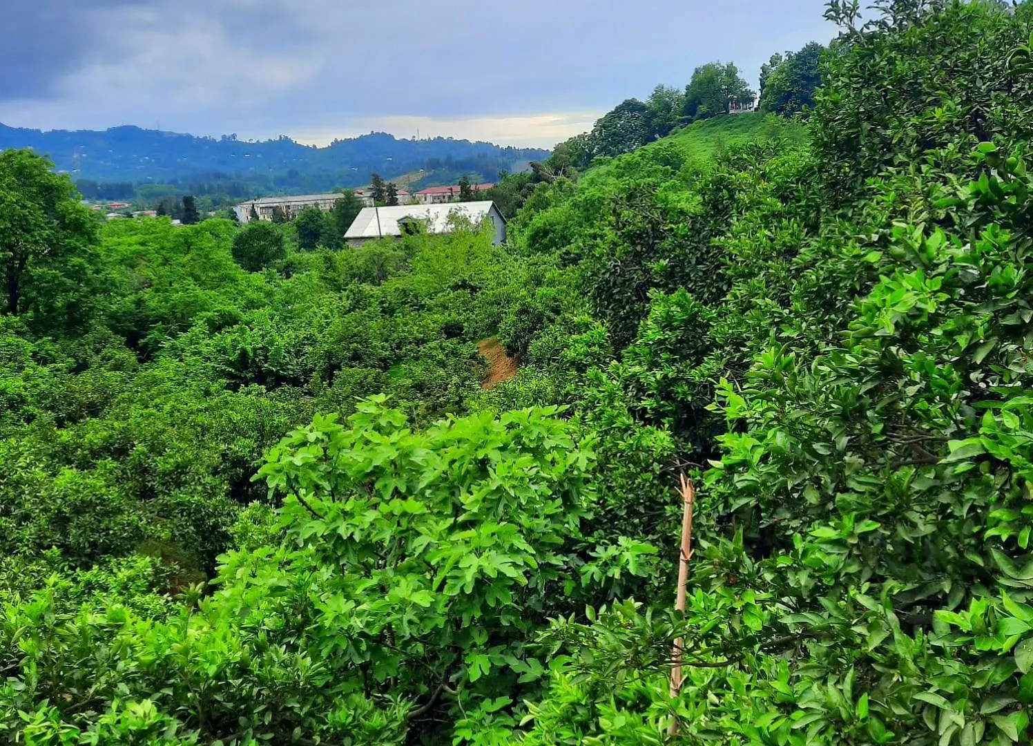 Nugzar House Chakvi - 2 Bedrooms